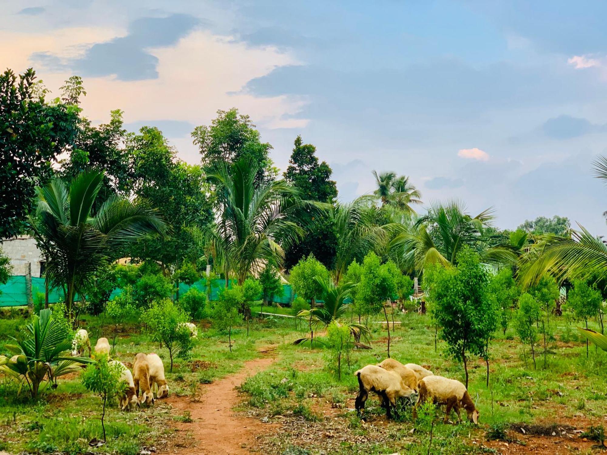 Eco Farm Villa Bangalore Exteriör bild